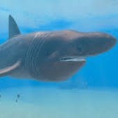 Basking Shark