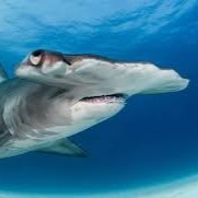 Carcharhiniformes