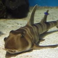 Heterodontiformes