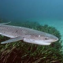 Hexanchiformes