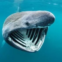 Lamniformes