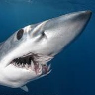 Mako Shark