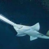 Pristiophoriformes