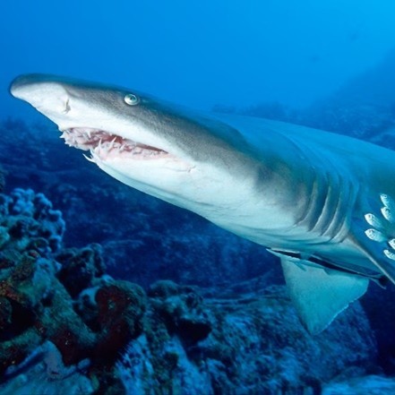 Sand Tiger Shark